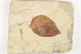 Fossil Leaf (Beringiaphyllum) - Montana #203345-1